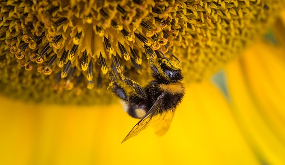 Protéger les abeilles et insectes pollinisateurs