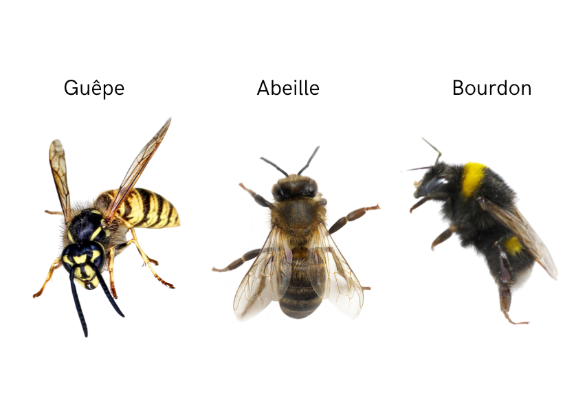 Abeille, guêpe ou bourdon ?