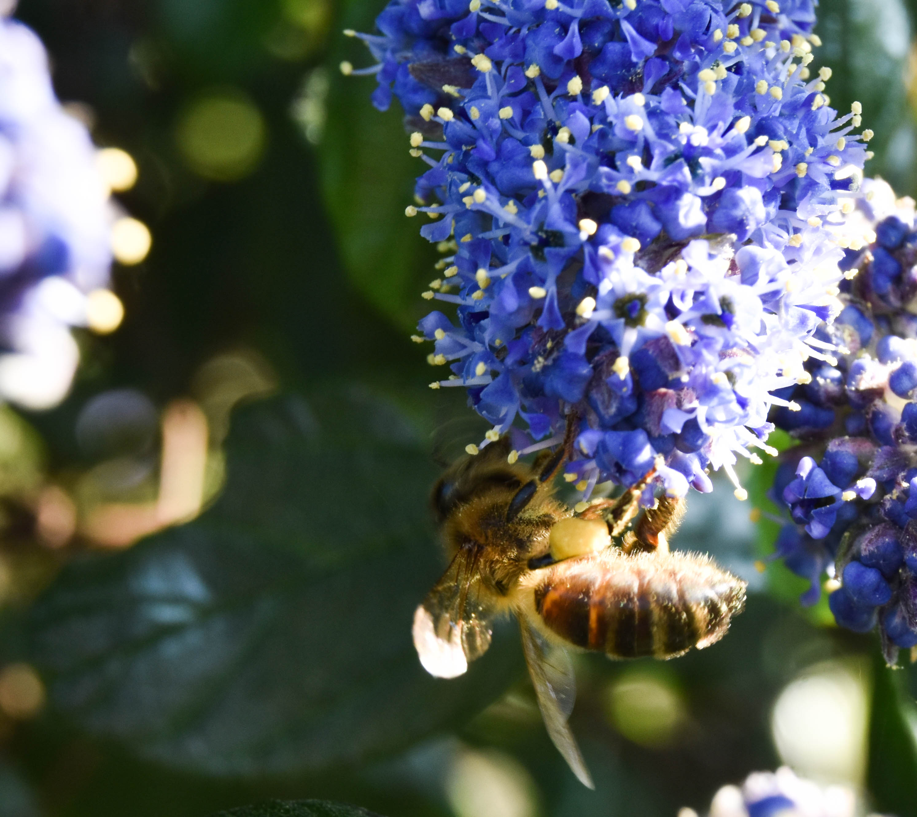 Qu’est-ce que la pollinisation ?