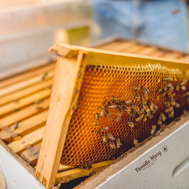 De nettoyeuse à butineuse : les 7 rôles de l'abeille dans la ruche
