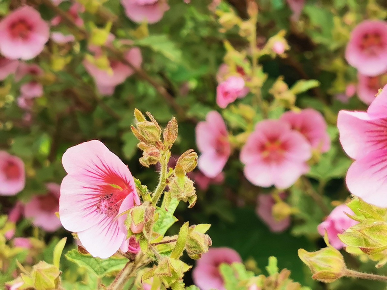 Bienfaits du miel de manuka et ses propriétés sur la santé 
