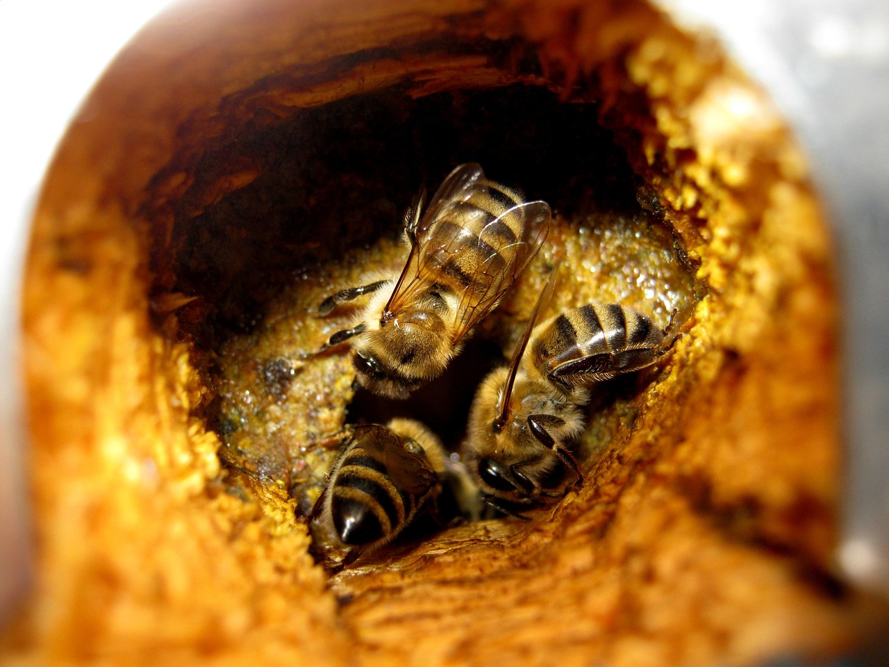Propolis Rouge : Bienfaits et vertus de ce produit de la ruche
