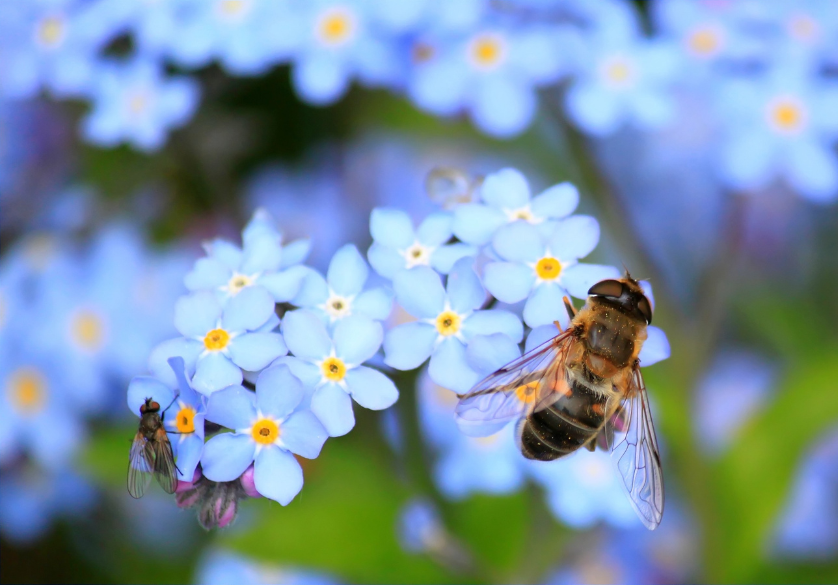 Quelle abeille choisir quand on débute ?