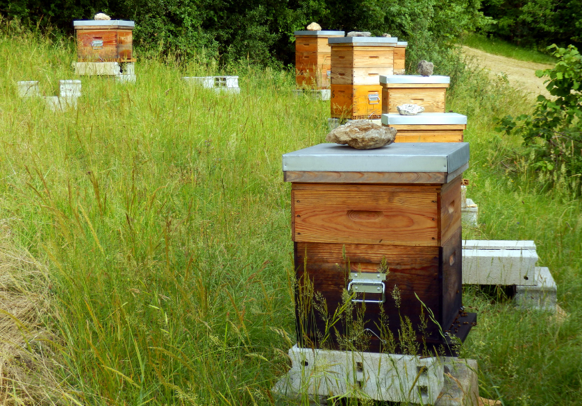 Des aimants pour sauver les abeilles
